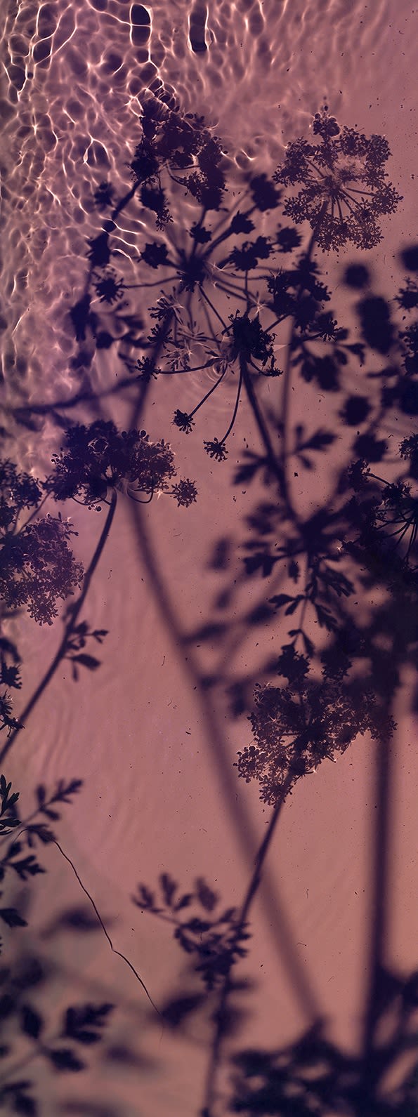 Susan Derges, River Bovey - Water Drop Wort, 2024