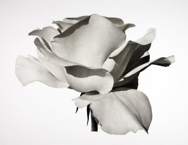 Jonathan Delafield Cook, Rose III, 2021