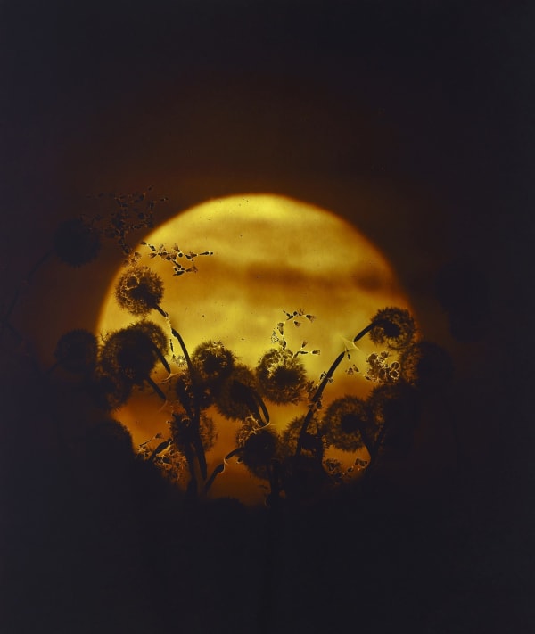 Susan Derges, Yellow Moon Dandelion 2, 2003 - 25