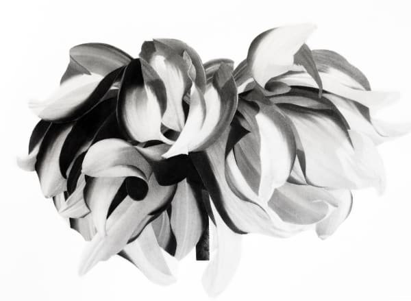 Jonathan Delafield Cook, Dahlia I, 2021