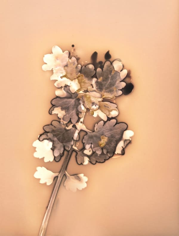 Anaïs Tondeur, Chelidonium majus III, Canale dei Regi Lagni, Acerra, 2024