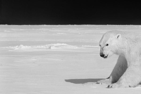 Polar Bear on the Sea Ice, Greenland