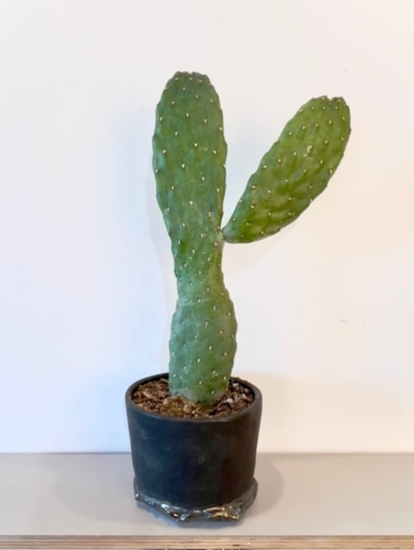 Veva Edelson, One Cactus, 2024