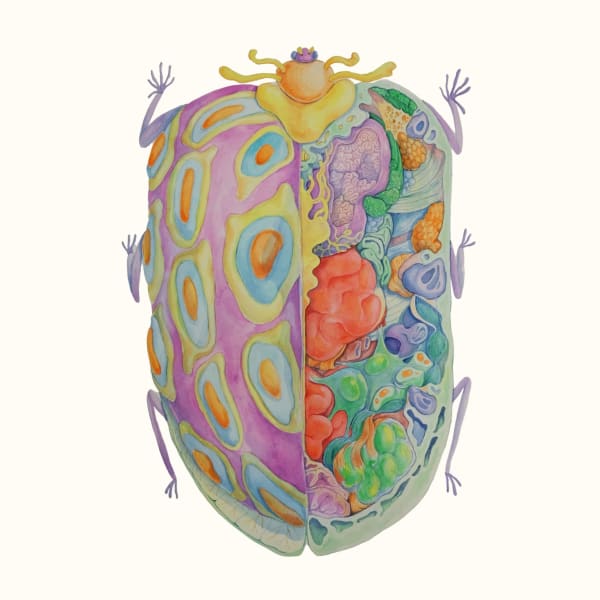 Linya Fernandez, Ranococcinella Magnus, 2022