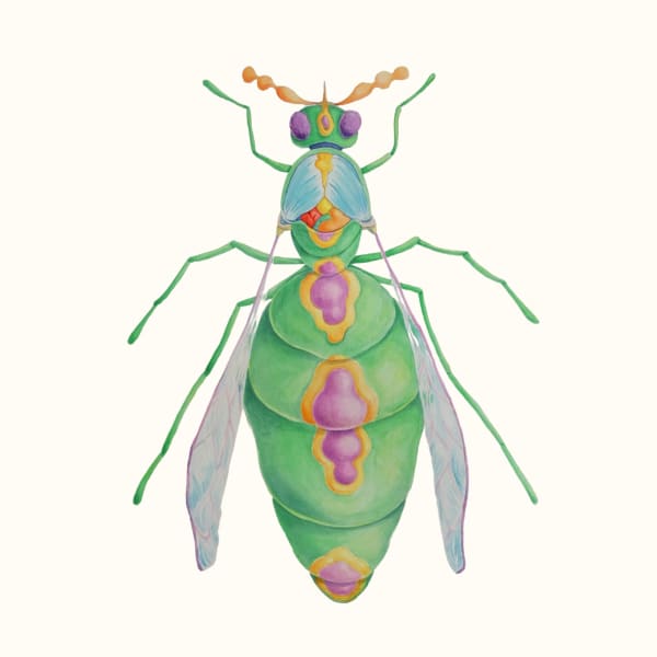 Linya Fernandez, Saccopompilus Oris, 2022