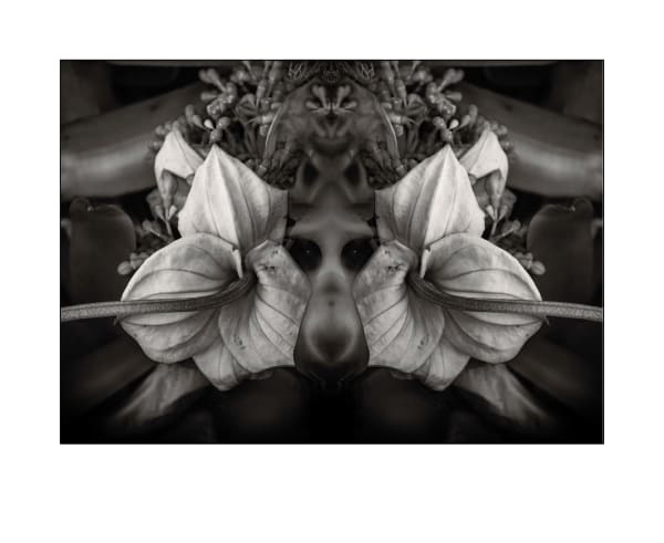 Amanda LuYm, Monkey Skull, 2022