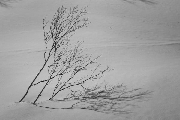 Dwight Lu, Shadows on Snow, 2023