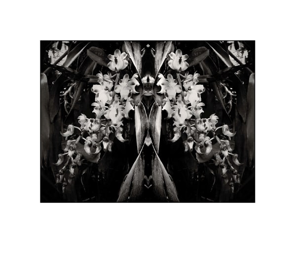 Amanda LuYm, The Virgin, 2022