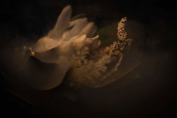 Pia Mercado, Nature's Abstract (Sepia), 2024