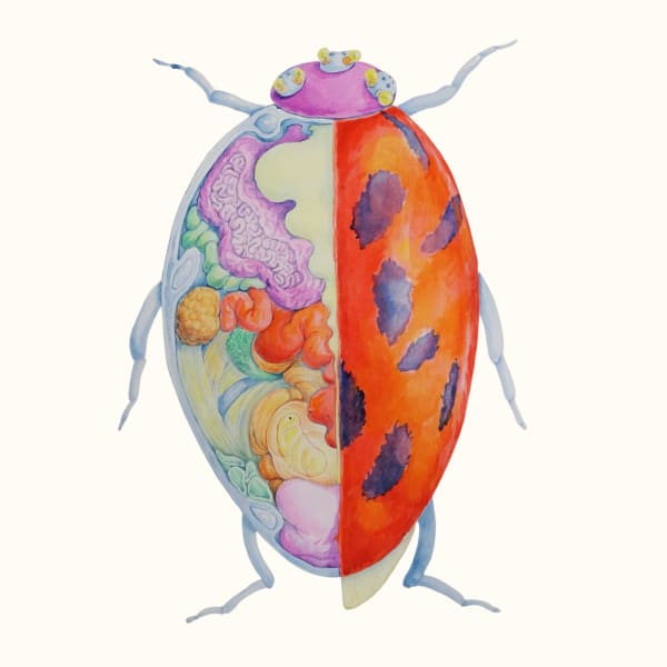 Linya Fernandez, Cocinella Tricephala Minor, 2022