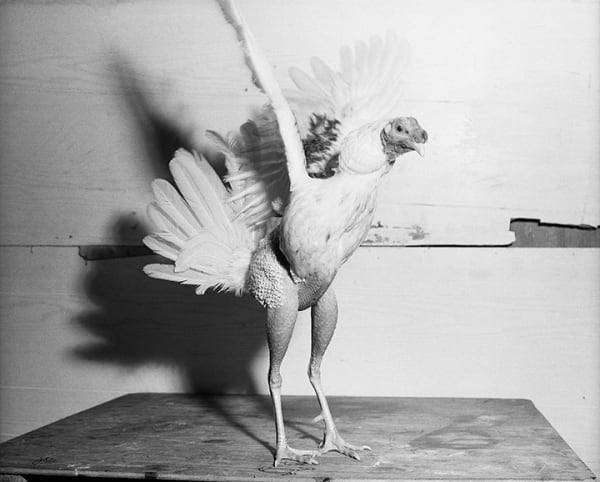 Tony Chirinos, El Coco Loco, 2002