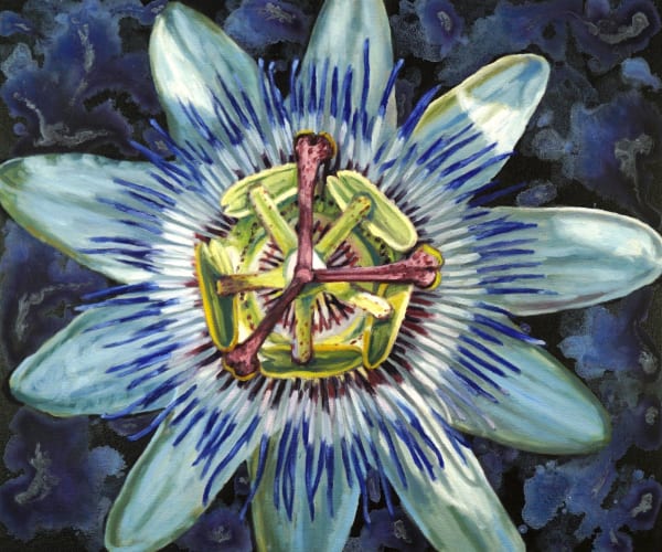 Blue Crown Passion Flower