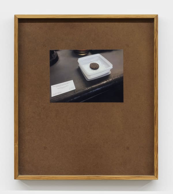 Jorge Gonzalez, Calendario Antillano (Antillean Calendar), 2016