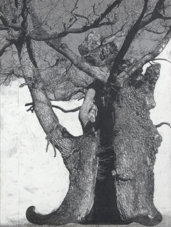 Patrick Van Caeckenbergh, Drawing of Old Trees during wintry days 2007-2014, 2007-2014