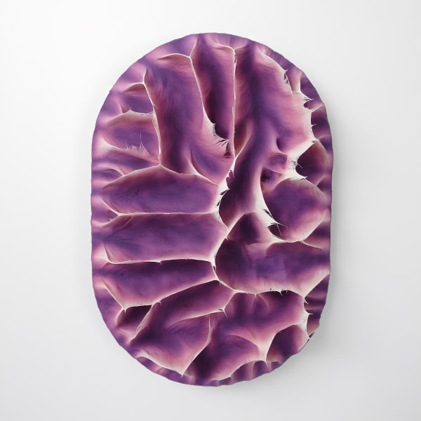 Coen Derickx, Purple and Pink number 6