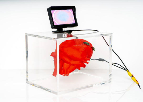 Ted Noten, We are just two souls swimming in a fishbowl