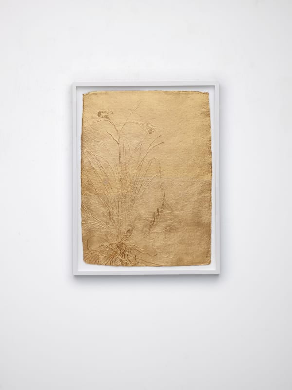 Stacy Lynn Waddell, Untitled (Lemon Daylily), 2024