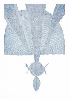 Dennis Nona, Gabau zinul, 2007