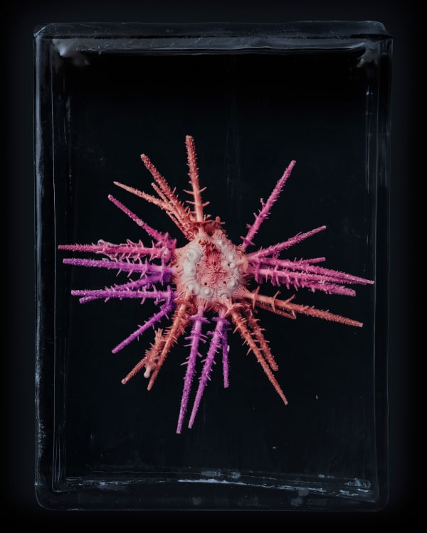 Digitally manipulated image of a purple orange and pink sea urchin on a black background by British nature artist Jim Naughten.