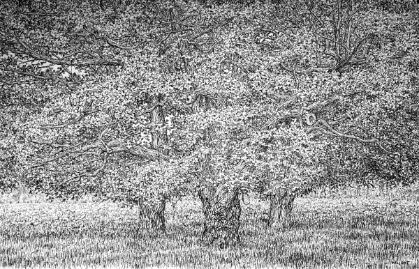 charcoal on paper by Roy Wright of three trees full of leaves during the summer available at Rebecca Hossack Art Gallery