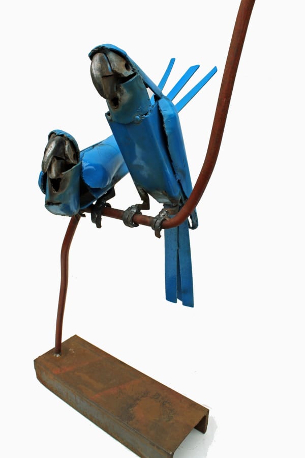 Iain Nutting, Spix Macaws, 2016