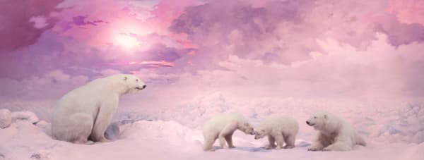 Photographic print of white polar bears in the snow with a purple and pink sky by nature artist Jim Naughten from the Eremozoic collection represented by Rebecca Hossack Art Gallery.