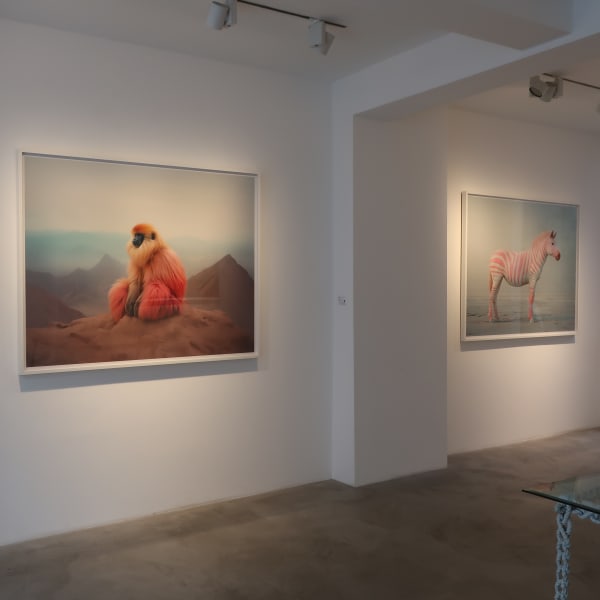 Photo of Jim Naughten's prints Gibbon and Pink Zebra installed in Rebecca Hossack Art Gallery.