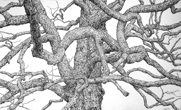 charcoal on paper by Roy Wright of a close up of a tree depicting the rhythm of the winter branches available at Rebecca Hossack Art Gallery