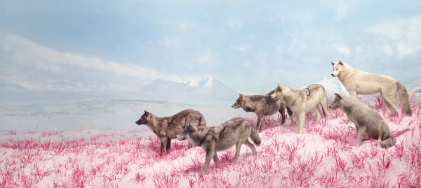 Photographic print of wolf pack on pink ground with blue sky by nature artist Jim Naughten represented by Rebecca Hossack Art Gallery.
