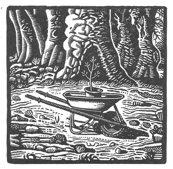 Wood engraving of a plant in a wheelbarrow by Australian printmaker David Frazer inspired by the lyrics of "Love Letter" by Australian musician Nick Cave.