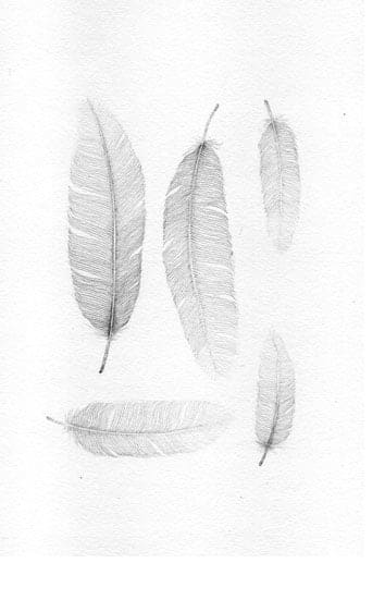 Jackie Case Australian graphite drawings animal characters feathers black and white Jackie Case Australian graphite drawings animal characters black and white