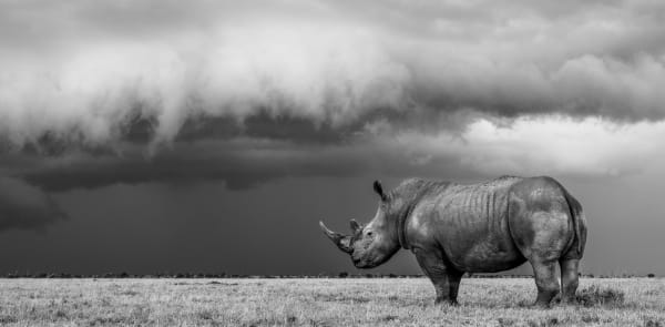 William Fortescue, Precipice (Large), 2021