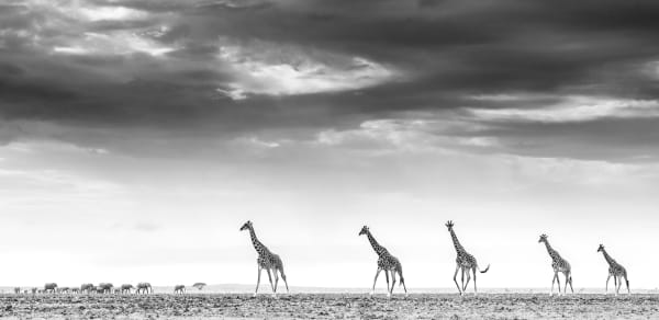 William Fortescue, The Ark (Large), 2022