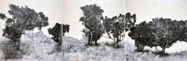 Iconic (Red flowering gum and Bull banksia)