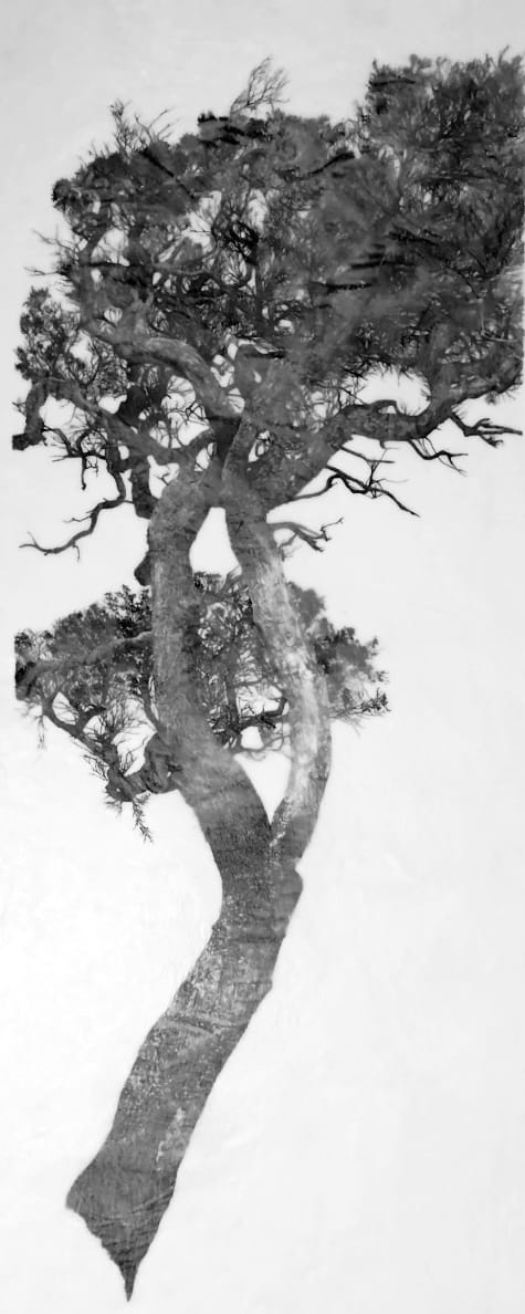 Hear, See, Speak for the Trees I