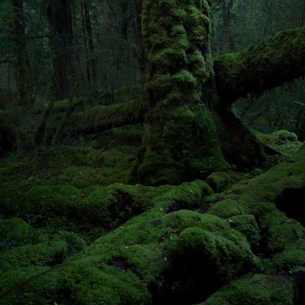 Tony G. Murray, Silent Forest 3