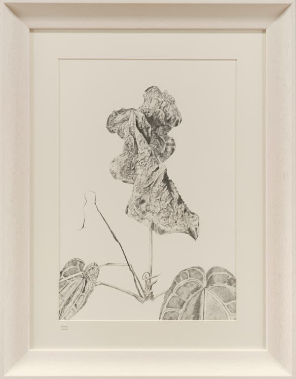 Joanne Harold, Changing Beauty - Anthurium Crystallinum