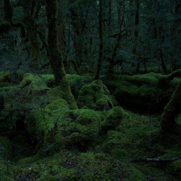 Tony G. Murray, Silent Forest 1