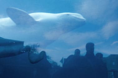 Rebecca Norris-Webb, Coney Island, 1998 (beluga whale), 1998