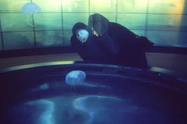 Rebecca Norris-Webb, Jellyfish Mystic Ct, 2001