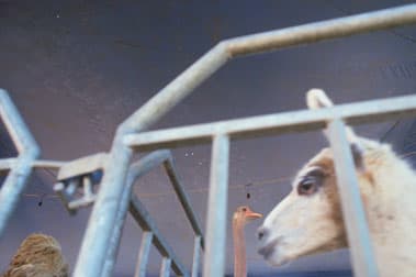 Rebecca Norris-Webb, Ostrich & Llama, 2000