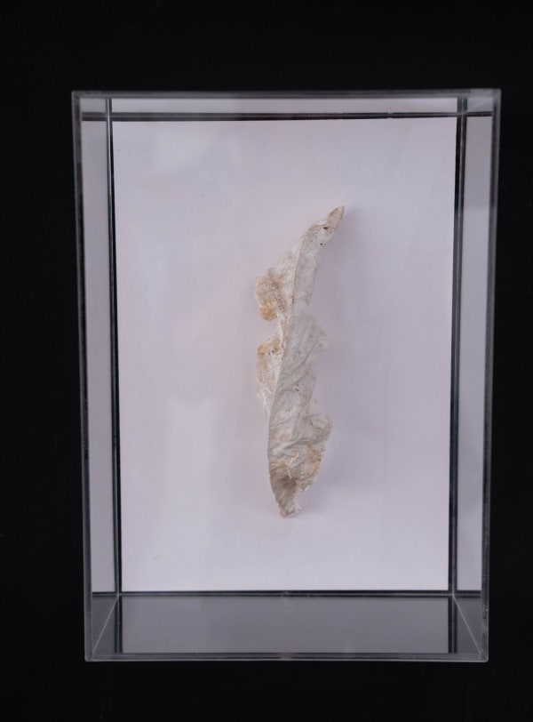 Maitha Al Omaira, Traces of fragility, 2024