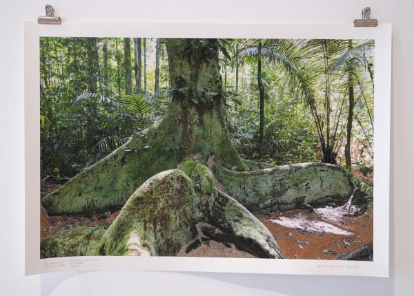 Andreas Valentin, Tradewinds: Desert‹-›Forest, 2023/2025