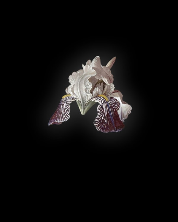 Rob and Nick Carter, Iris I after Abraham Mignon, 2013