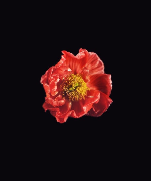 Rob and Nick Carter, Icelandic Poppy, Red, 2018