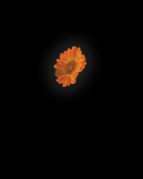 Rob and Nick Carter, Calendula II after Rachel Ruysch, 2013
