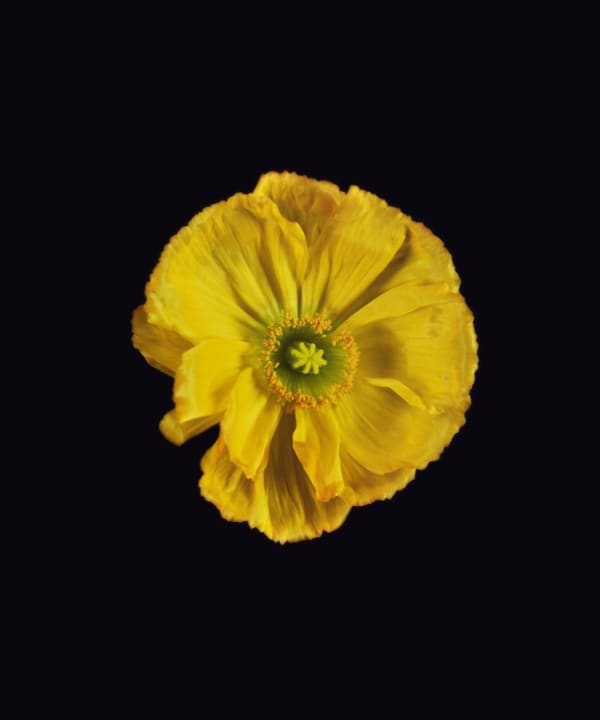 Rob and Nick Carter, Icelandic Poppy, Yellow, 2018