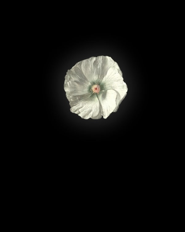 Rob and Nick Carter, Abutilon after Jan van Huysum, 2013