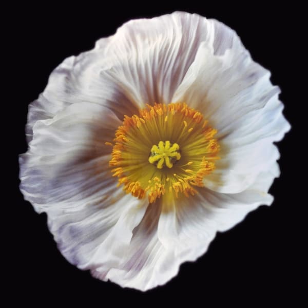 Rob and Nick Carter, Icelandic Poppy, White, 2018