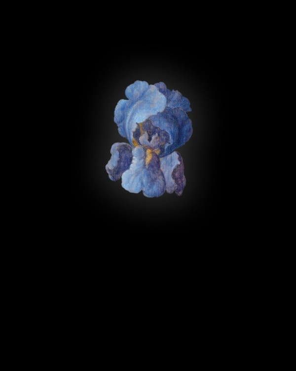 Rob and Nick Carter, Iris III after Balthasar van der Ast, 2013